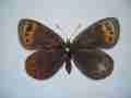 Erebia triaria hispanica female (aberration) Internet Image property of respective owner, non-commercial use only